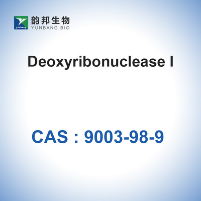 Desoxyribonuklease I der DNAse-I (&gt;400u/Mg) vom Rinderpankreas CAS 9003-98-9